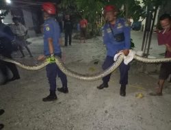 Ular Pithon Sepanjang 5 Meter ditemukan diRumah Warga Lere