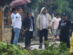 Diguyur Hujan Semalaman, 9 Pohon Tumbang di Kota Palu