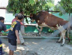 Polresta Palu Sembelih 15 Ekor Hewan Kurban di Momen Idul Adha 1445 H