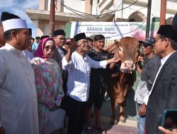 ‘Si Arjuna’ Sapi Kurban Jokowi Resmi Diserahkan Ke Masjid Jami Talise Palu