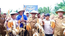 Gubernur Anwar Hafid Hadiri Panen Raya Jagung 200 Ton di Sigi
