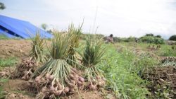 Siap Panen Bawang 2 Ton, Petani di Palu Minta Bantuan Pemasaran