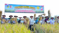 Keren ! Petani Desa Sibalaya Cetak 16.000 Hektar Sawah Siap Panen