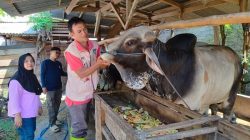 Dinas Pertanian dan Ketahanan Pangan Kota Palu Intensifkan Pemeriksaan Kesehatan Hewan Kurban