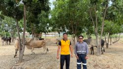 Trinusa Group Salurkan Puluhan Hewan Kurban di Morowali Utara hingga Palu