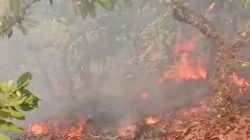 Api Lalap Dua Hektar Kebun Coklat di Sausu