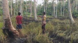 Kebakaran Hanguskan Seperempat Hektare Kebun Kelapa di Mepanga