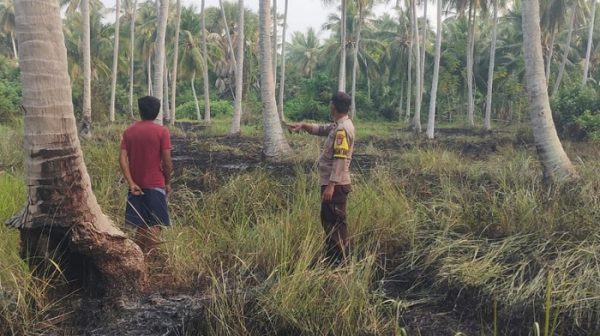 Kebakaran Hanguskan Seperempat Hektare Kebun Kelapa di Mepanga